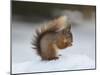 Red Squirrel (Sciurus Vulgaris), North Pennines, England, United Kingdom, Europe-David and Louis Gibbon-Mounted Photographic Print