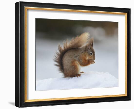 Red Squirrel (Sciurus Vulgaris), North Pennines, England, United Kingdom, Europe-David and Louis Gibbon-Framed Photographic Print