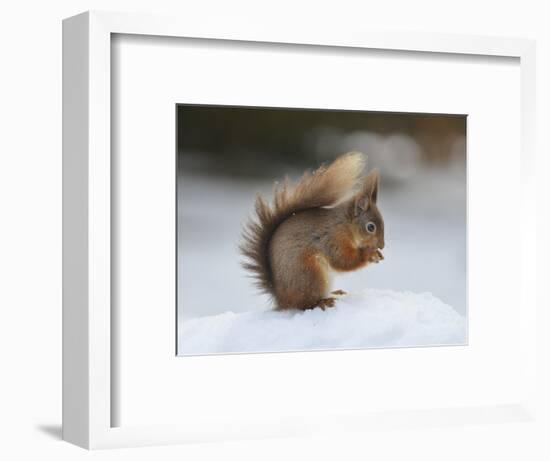 Red Squirrel (Sciurus Vulgaris), North Pennines, England, United Kingdom, Europe-David and Louis Gibbon-Framed Photographic Print