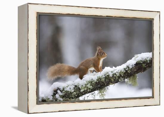 Red Squirrel (Sciurus Vulgaris) on Branch in Snow, Glenfeshie, Cairngorms National Park, Scotland-Cairns-Framed Premier Image Canvas