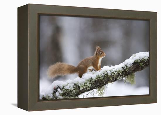 Red Squirrel (Sciurus Vulgaris) on Branch in Snow, Glenfeshie, Cairngorms National Park, Scotland-Cairns-Framed Premier Image Canvas