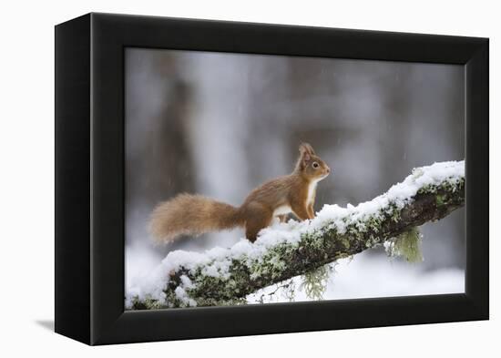 Red Squirrel (Sciurus Vulgaris) on Branch in Snow, Glenfeshie, Cairngorms National Park, Scotland-Cairns-Framed Premier Image Canvas