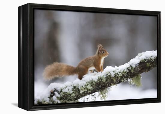 Red Squirrel (Sciurus Vulgaris) on Branch in Snow, Glenfeshie, Cairngorms National Park, Scotland-Cairns-Framed Premier Image Canvas