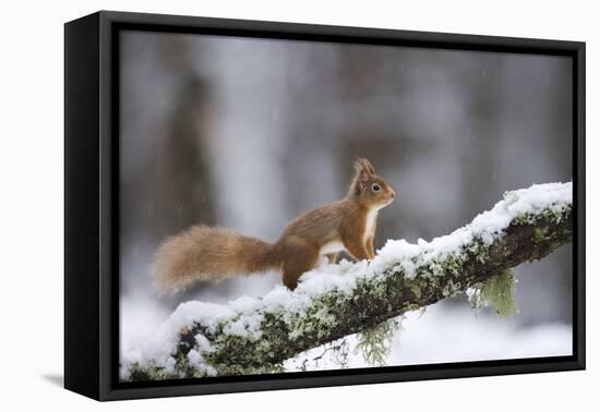 Red Squirrel (Sciurus Vulgaris) on Branch in Snow, Glenfeshie, Cairngorms National Park, Scotland-Cairns-Framed Premier Image Canvas