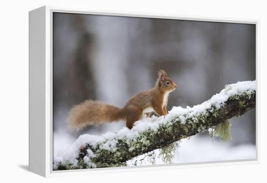 Red Squirrel (Sciurus Vulgaris) on Branch in Snow, Glenfeshie, Cairngorms National Park, Scotland-Cairns-Framed Premier Image Canvas