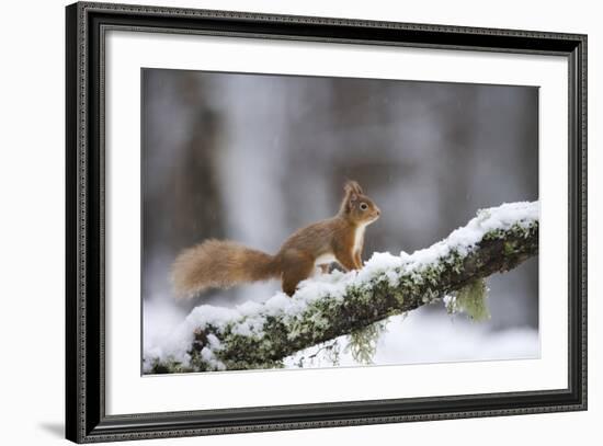 Red Squirrel (Sciurus Vulgaris) on Branch in Snow, Glenfeshie, Cairngorms National Park, Scotland-Cairns-Framed Photographic Print