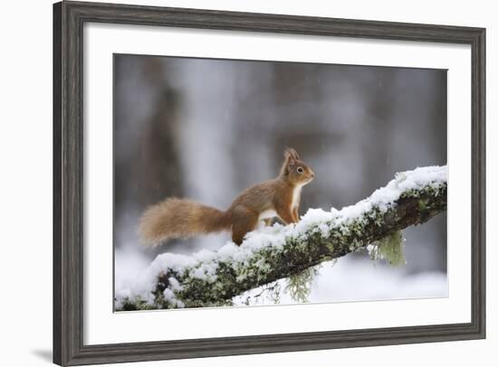 Red Squirrel (Sciurus Vulgaris) on Branch in Snow, Glenfeshie, Cairngorms National Park, Scotland-Cairns-Framed Photographic Print