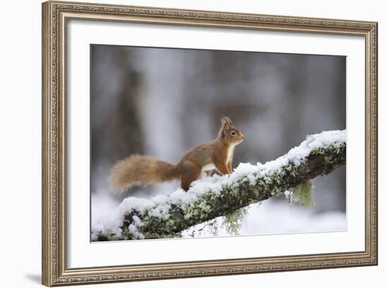 Red Squirrel (Sciurus Vulgaris) on Branch in Snow, Glenfeshie, Cairngorms National Park, Scotland-Cairns-Framed Photographic Print