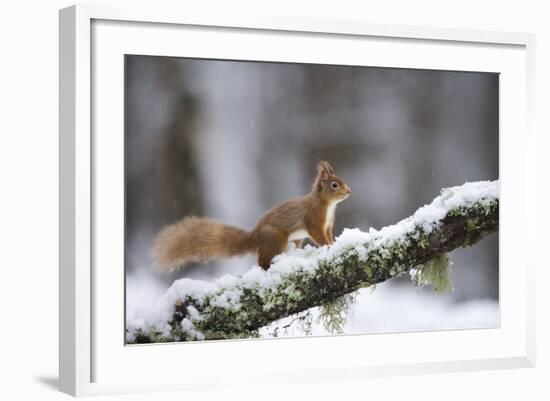 Red Squirrel (Sciurus Vulgaris) on Branch in Snow, Glenfeshie, Cairngorms National Park, Scotland-Cairns-Framed Photographic Print