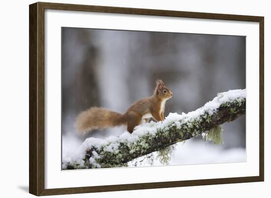 Red Squirrel (Sciurus Vulgaris) on Branch in Snow, Glenfeshie, Cairngorms National Park, Scotland-Cairns-Framed Photographic Print