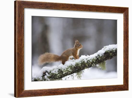 Red Squirrel (Sciurus Vulgaris) on Branch in Snow, Glenfeshie, Cairngorms National Park, Scotland-Cairns-Framed Photographic Print