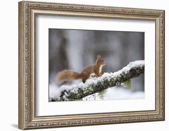 Red Squirrel (Sciurus Vulgaris) on Branch in Snow, Glenfeshie, Cairngorms National Park, Scotland-Cairns-Framed Photographic Print