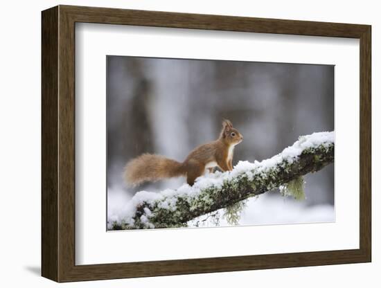 Red Squirrel (Sciurus Vulgaris) on Branch in Snow, Glenfeshie, Cairngorms National Park, Scotland-Cairns-Framed Photographic Print