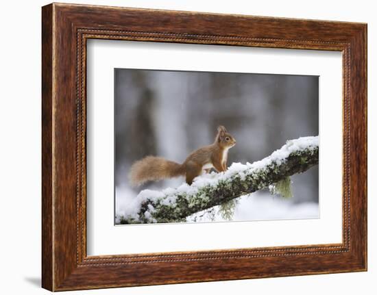 Red Squirrel (Sciurus Vulgaris) on Branch in Snow, Glenfeshie, Cairngorms National Park, Scotland-Cairns-Framed Photographic Print