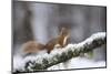 Red Squirrel (Sciurus Vulgaris) on Branch in Snow, Glenfeshie, Cairngorms National Park, Scotland-Cairns-Mounted Photographic Print