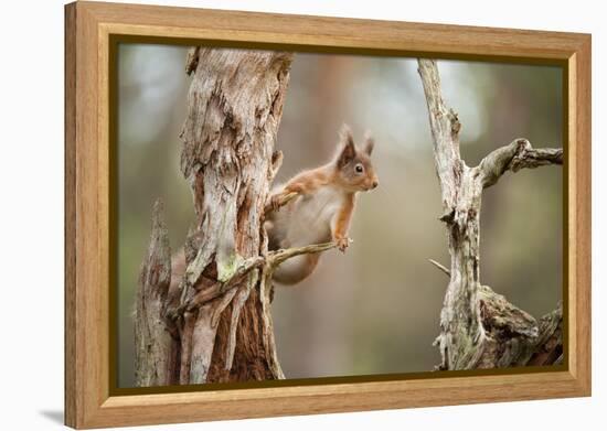 Red Squirrel (Sciurus Vulgaris) on Old Pine Stump in Woodland, Scotland, UK, November-Mark Hamblin-Framed Premier Image Canvas