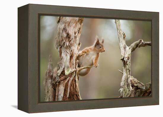 Red Squirrel (Sciurus Vulgaris) on Old Pine Stump in Woodland, Scotland, UK, November-Mark Hamblin-Framed Premier Image Canvas