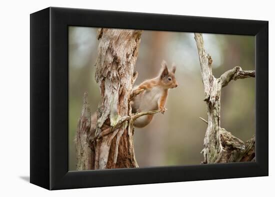 Red Squirrel (Sciurus Vulgaris) on Old Pine Stump in Woodland, Scotland, UK, November-Mark Hamblin-Framed Premier Image Canvas