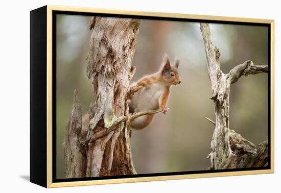 Red Squirrel (Sciurus Vulgaris) on Old Pine Stump in Woodland, Scotland, UK, November-Mark Hamblin-Framed Premier Image Canvas