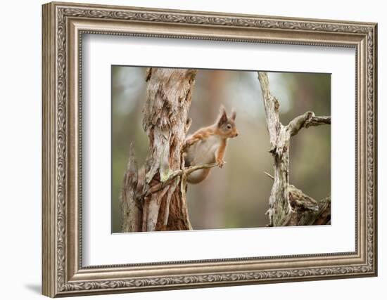 Red Squirrel (Sciurus Vulgaris) on Old Pine Stump in Woodland, Scotland, UK, November-Mark Hamblin-Framed Photographic Print