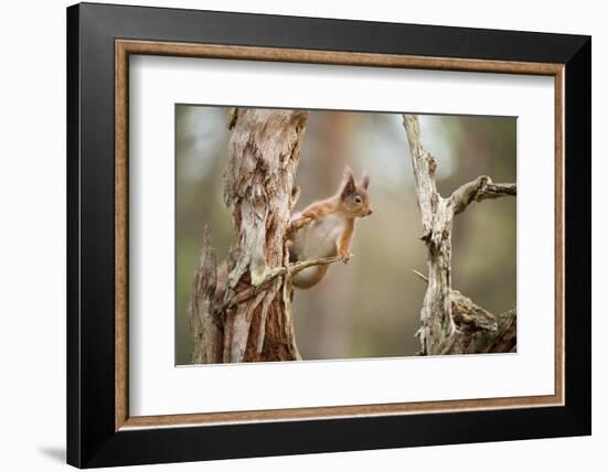 Red Squirrel (Sciurus Vulgaris) on Old Pine Stump in Woodland, Scotland, UK, November-Mark Hamblin-Framed Photographic Print