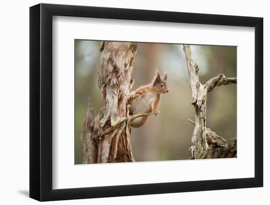 Red Squirrel (Sciurus Vulgaris) on Old Pine Stump in Woodland, Scotland, UK, November-Mark Hamblin-Framed Photographic Print