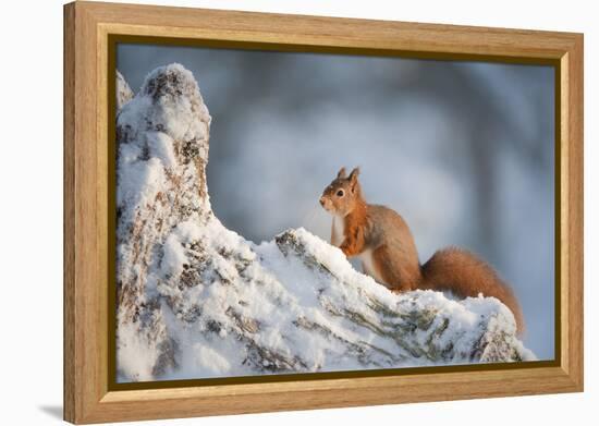 Red Squirrel (Sciurus Vulgaris) on Pine Stump in Snow, Scotland, UK, December-Mark Hamblin-Framed Premier Image Canvas