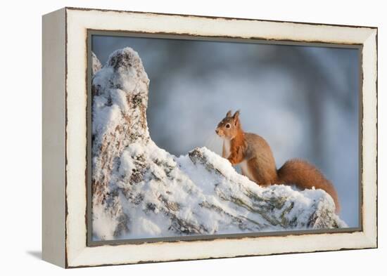 Red Squirrel (Sciurus Vulgaris) on Pine Stump in Snow, Scotland, UK, December-Mark Hamblin-Framed Premier Image Canvas