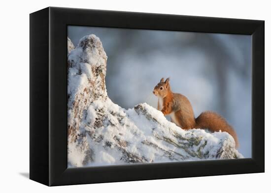 Red Squirrel (Sciurus Vulgaris) on Pine Stump in Snow, Scotland, UK, December-Mark Hamblin-Framed Premier Image Canvas