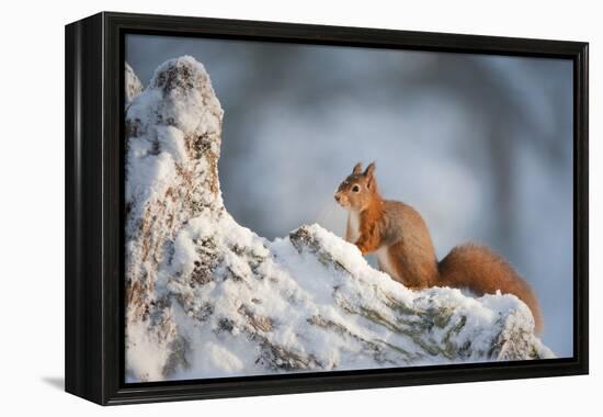 Red Squirrel (Sciurus Vulgaris) on Pine Stump in Snow, Scotland, UK, December-Mark Hamblin-Framed Premier Image Canvas