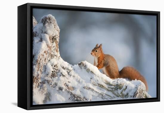 Red Squirrel (Sciurus Vulgaris) on Pine Stump in Snow, Scotland, UK, December-Mark Hamblin-Framed Premier Image Canvas