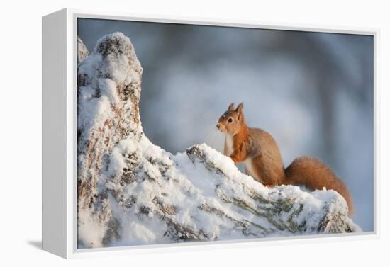 Red Squirrel (Sciurus Vulgaris) on Pine Stump in Snow, Scotland, UK, December-Mark Hamblin-Framed Premier Image Canvas