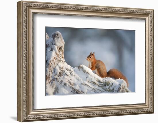 Red Squirrel (Sciurus Vulgaris) on Pine Stump in Snow, Scotland, UK, December-Mark Hamblin-Framed Photographic Print