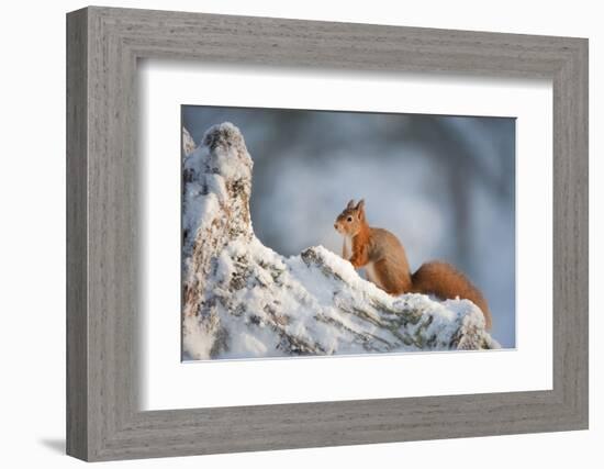 Red Squirrel (Sciurus Vulgaris) on Pine Stump in Snow, Scotland, UK, December-Mark Hamblin-Framed Photographic Print