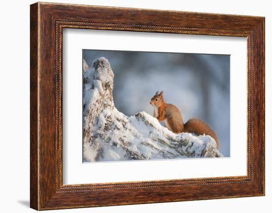 Red Squirrel (Sciurus Vulgaris) on Pine Stump in Snow, Scotland, UK, December-Mark Hamblin-Framed Photographic Print