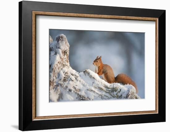 Red Squirrel (Sciurus Vulgaris) on Pine Stump in Snow, Scotland, UK, December-Mark Hamblin-Framed Photographic Print