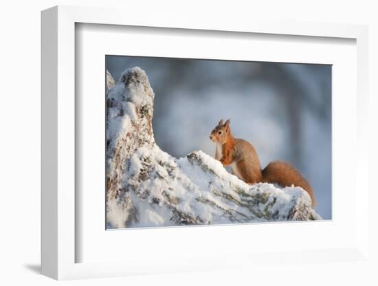 Red Squirrel (Sciurus Vulgaris) on Pine Stump in Snow, Scotland, UK, December-Mark Hamblin-Framed Photographic Print