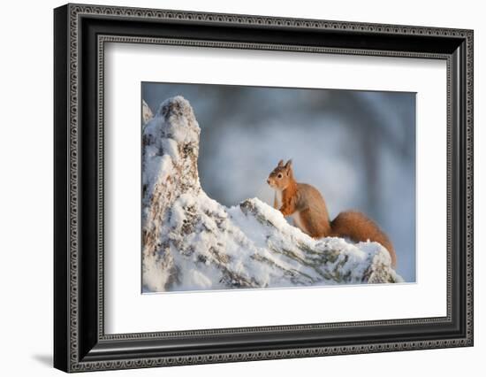 Red Squirrel (Sciurus Vulgaris) on Pine Stump in Snow, Scotland, UK, December-Mark Hamblin-Framed Photographic Print