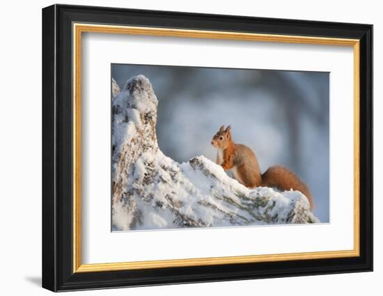 Red Squirrel (Sciurus Vulgaris) on Pine Stump in Snow, Scotland, UK, December-Mark Hamblin-Framed Photographic Print