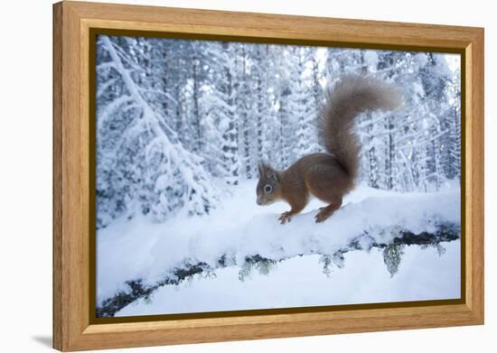 Red Squirrel (Sciurus Vulgaris) on Snow-Covered Branch in Pine Forest, Highlands, Scotland, UK-Peter Cairns-Framed Premier Image Canvas