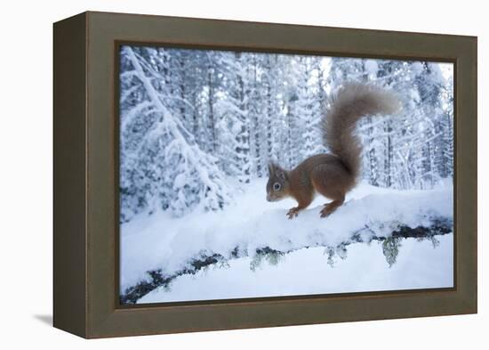 Red Squirrel (Sciurus Vulgaris) on Snow-Covered Branch in Pine Forest, Highlands, Scotland, UK-Peter Cairns-Framed Premier Image Canvas