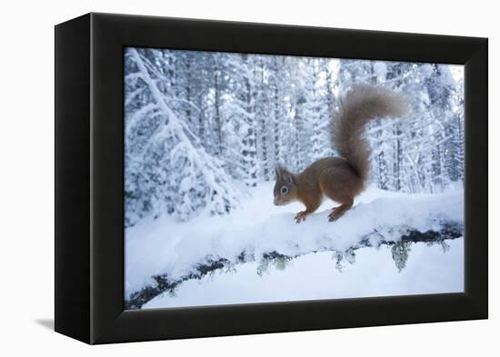 Red Squirrel (Sciurus Vulgaris) on Snow-Covered Branch in Pine Forest, Highlands, Scotland, UK-Peter Cairns-Framed Premier Image Canvas