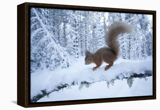 Red Squirrel (Sciurus Vulgaris) on Snow-Covered Branch in Pine Forest, Highlands, Scotland, UK-Peter Cairns-Framed Premier Image Canvas