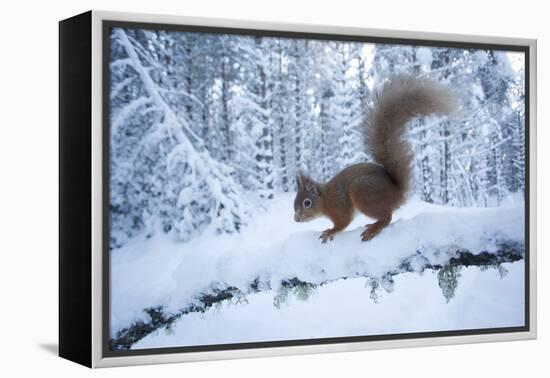 Red Squirrel (Sciurus Vulgaris) on Snow-Covered Branch in Pine Forest, Highlands, Scotland, UK-Peter Cairns-Framed Premier Image Canvas