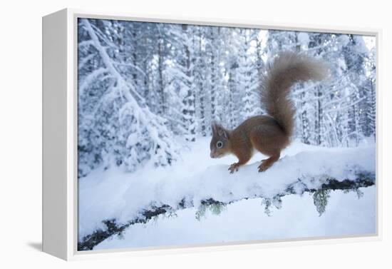 Red Squirrel (Sciurus Vulgaris) on Snow-Covered Branch in Pine Forest, Highlands, Scotland, UK-Peter Cairns-Framed Premier Image Canvas