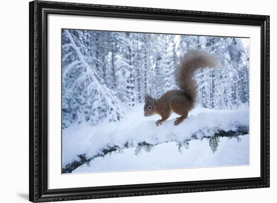 Red Squirrel (Sciurus Vulgaris) on Snow-Covered Branch in Pine Forest, Highlands, Scotland, UK-Peter Cairns-Framed Photographic Print