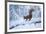 Red Squirrel (Sciurus Vulgaris) on Snow-Covered Branch in Pine Forest, Highlands, Scotland, UK-Peter Cairns-Framed Photographic Print