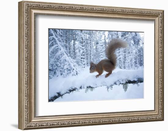 Red Squirrel (Sciurus Vulgaris) on Snow-Covered Branch in Pine Forest, Highlands, Scotland, UK-Peter Cairns-Framed Photographic Print