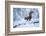 Red Squirrel (Sciurus Vulgaris) on Snow-Covered Branch in Pine Forest, Highlands, Scotland, UK-Peter Cairns-Framed Photographic Print