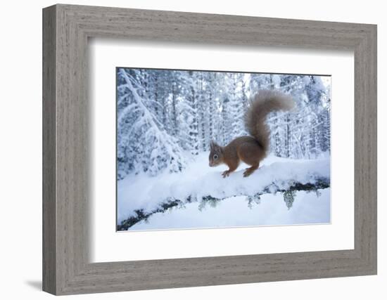 Red Squirrel (Sciurus Vulgaris) on Snow-Covered Branch in Pine Forest, Highlands, Scotland, UK-Peter Cairns-Framed Photographic Print